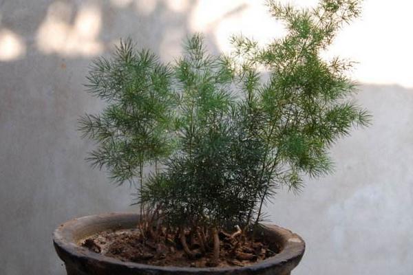 蓬萊松市場價格多少錢一盆 蓬萊松的養殖方法