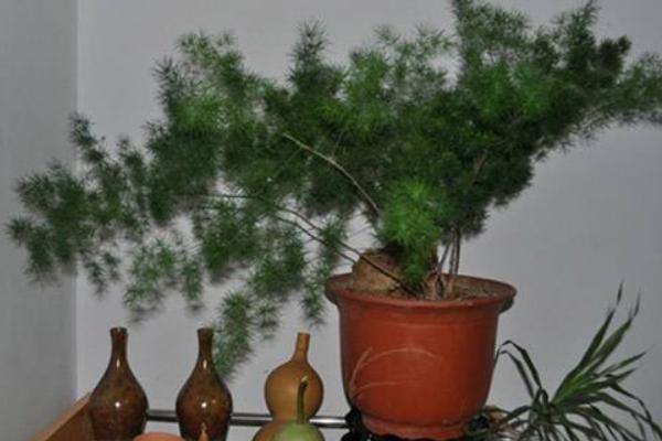 蓬萊松市場價格多少錢一盆 蓬萊松的養殖方法