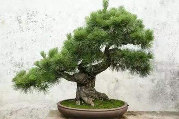 蓬萊松市場價格多少錢一盆 蓬萊松的養殖方法