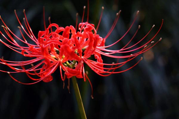 彼岸花和黑色曼陀羅是一種嗎 彼岸花的花語