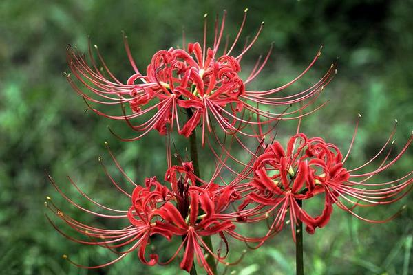 彼岸花為什么不能養 彼岸花的傳說是真的嗎