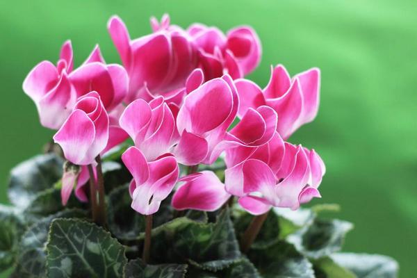 仙客來怎么繁殖 仙客來花謝了怎么處理