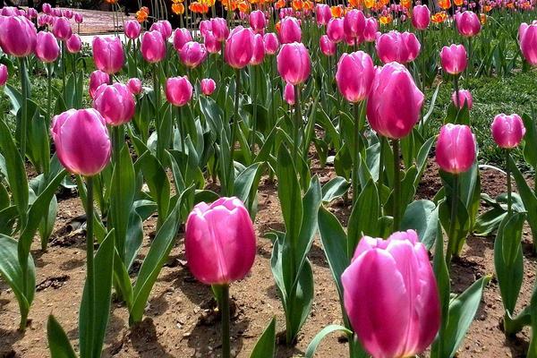 郁金香種子市場價格多少錢一斤 郁金香種子怎么種