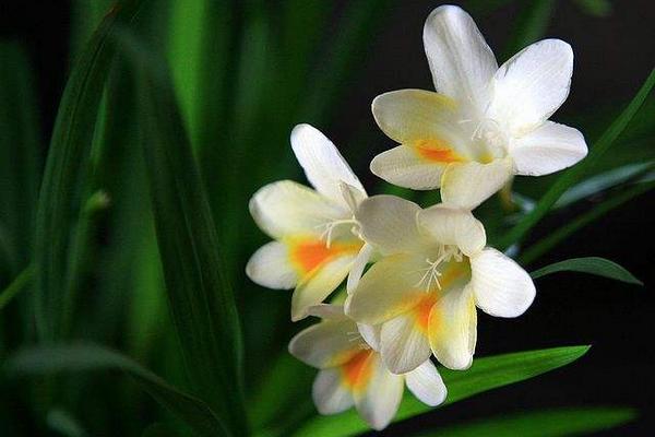 香雪蘭花后管理方法 香雪蘭開花后怎么辦