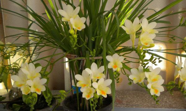 香雪蘭花后管理方法 香雪蘭開花后怎么辦