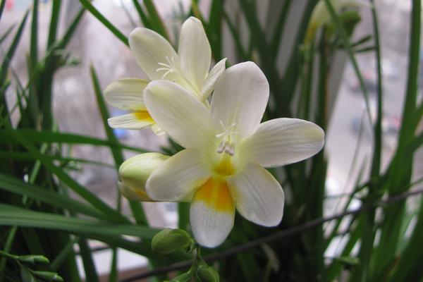 香雪蘭花后管理方法 香雪蘭開花后怎么辦