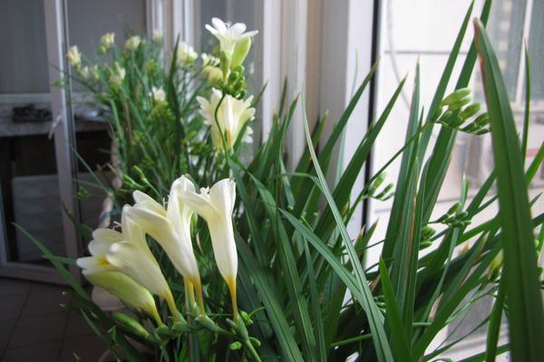 香雪蘭花后管理方法 香雪蘭開花后怎么辦