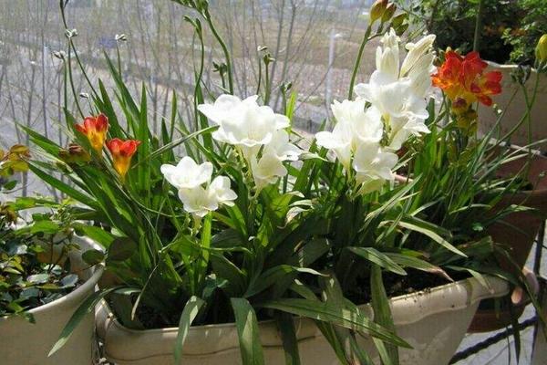 香雪蘭市場價(jià)格多少錢一盆 香雪蘭怎么養(yǎng)護(hù)