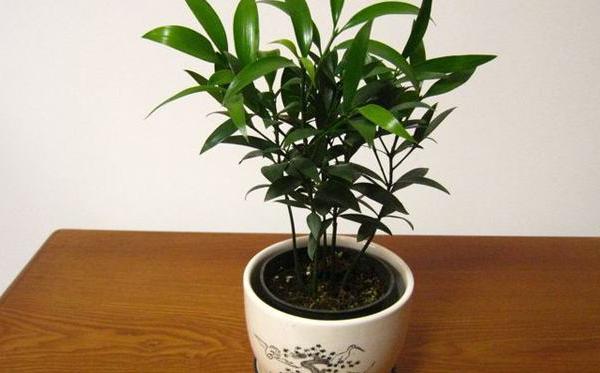 竹柏市場價格多少錢一盆 竹柏為什么這么貴