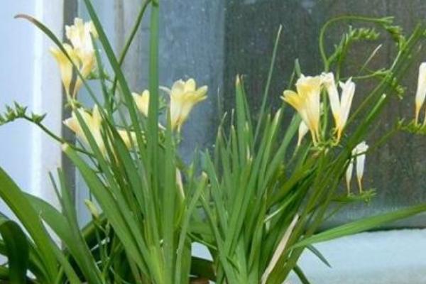 香雪蘭市場價格多少錢一盆 香雪蘭怎么養護