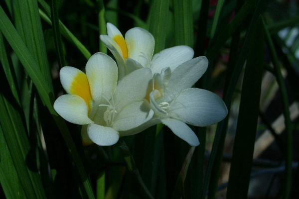 香雪蘭市場價格多少錢一盆 香雪蘭怎么養護