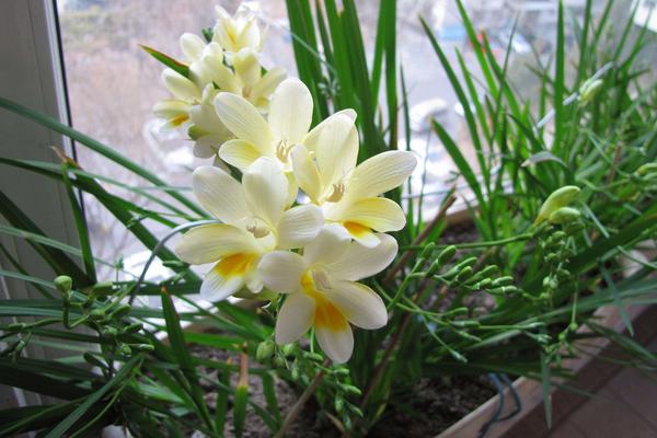 香雪蘭市場價格多少錢一盆 香雪蘭怎么養護