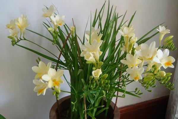 香雪蘭市場價格多少錢一盆 香雪蘭怎么養護