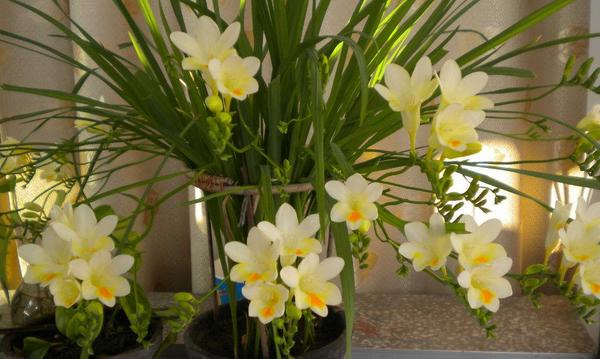 香雪蘭市場價格多少錢一盆 香雪蘭怎么養護