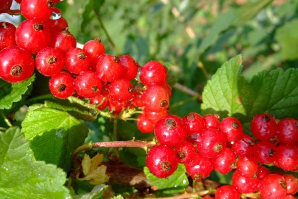 醋栗價格多少錢一斤 醋栗的吃法大全