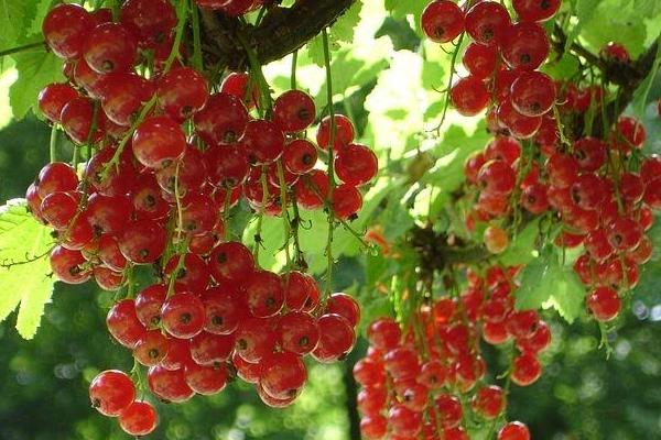 醋栗價格多少錢一斤 醋栗的吃法大全