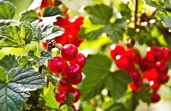 醋栗價格多少錢一斤 醋栗的吃法大全