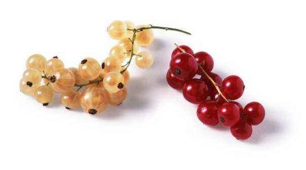 醋栗價格多少錢一斤 醋栗的吃法大全