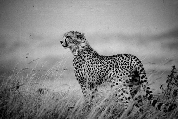 夢見獵豹是什么意思 夢見獵豹追著咬我有什么預兆