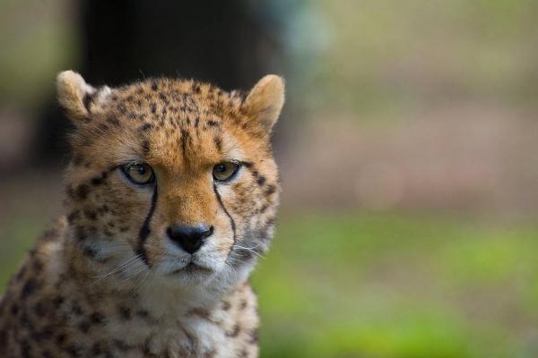 夢見獵豹是什么意思 夢見獵豹追著咬我有什么預兆
