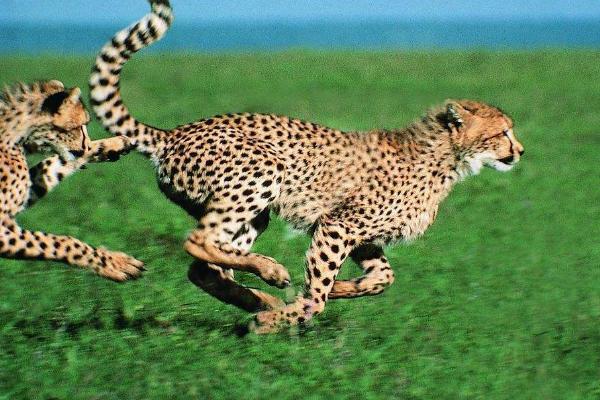 夢見獵豹是什么意思 夢見獵豹追著咬我有什么預兆