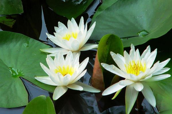 睡蓮圖片大全 睡蓮花語及寓意