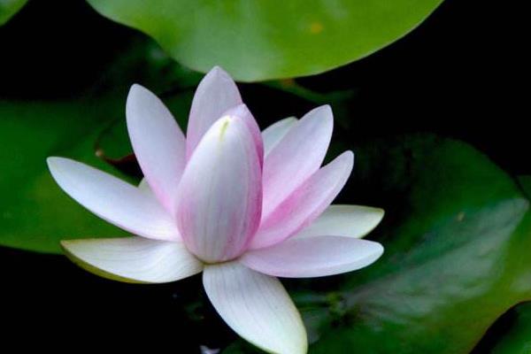 睡蓮有毒嗎 睡蓮能放在室內(nèi)臥室嗎