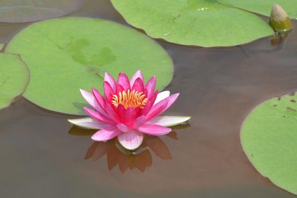 睡蓮有藕嗎 睡蓮好養(yǎng)嗎 睡蓮施什么肥