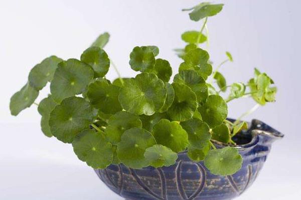 銅錢草種子市場價格多少錢一斤 銅錢草種子怎么種