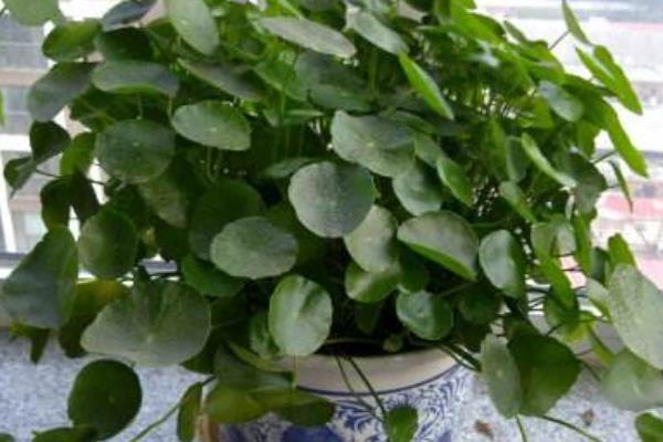 銅錢草開花嗎（幾月） 銅錢草開花后怎么辦