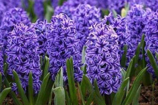 風信子的折法（圖解步驟） 風信子怎樣折