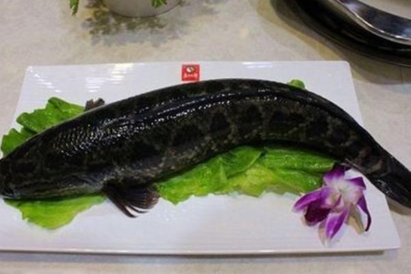 夢見黑魚是什么意思 女人夢到自己抓了好多黑魚有什么預兆