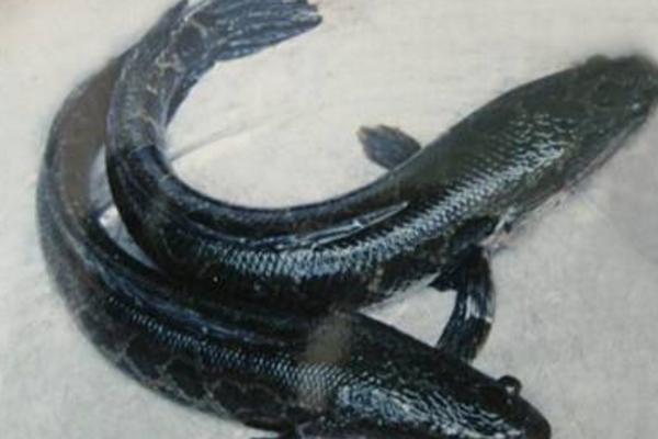 夢見黑魚是什么意思 女人夢到自己抓了好多黑魚有什么預兆