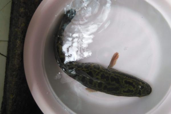 夢見黑魚是什么意思 女人夢到自己抓了好多黑魚有什么預兆