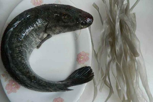 夢見黑魚是什么意思 女人夢到自己抓了好多黑魚有什么預兆