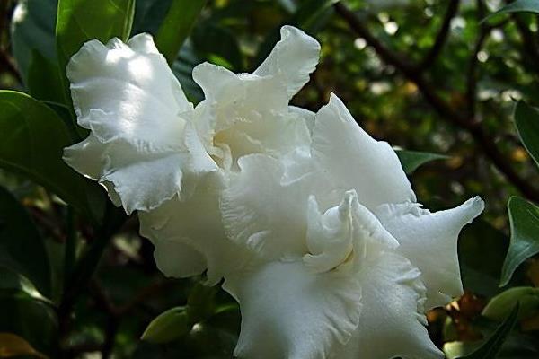 狗牙花和梔子花的區別是什么  狗牙花的養殖方法