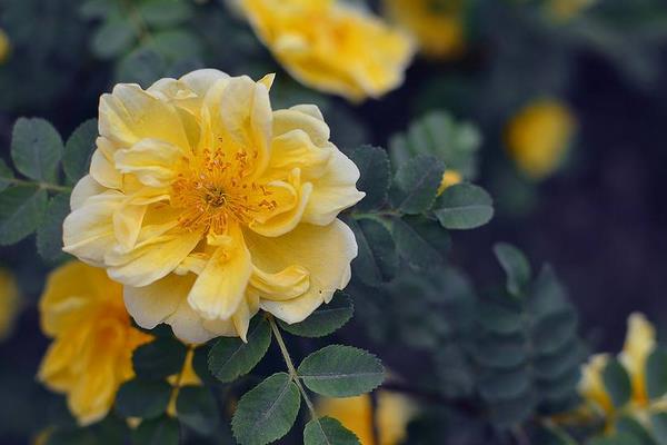 黃刺玫果實功效與作用 黃刺玫藥用價值