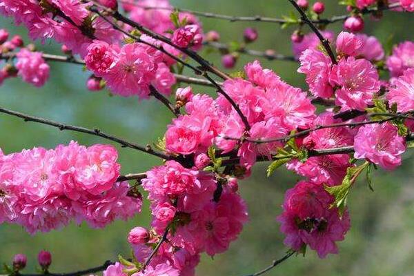 榆葉梅和紅梅的區別是什么 榆葉梅是梅花嗎