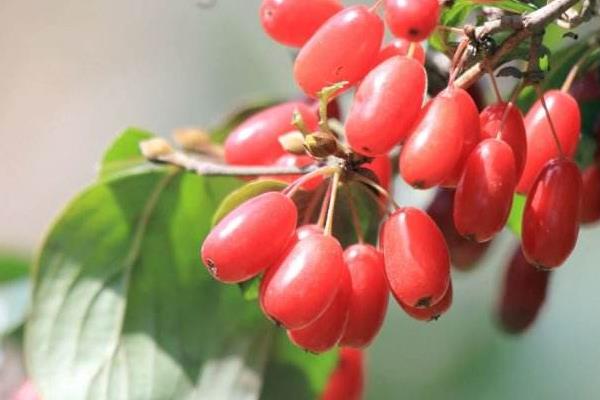 山茱萸圖片大全 山茱萸花語及寓意