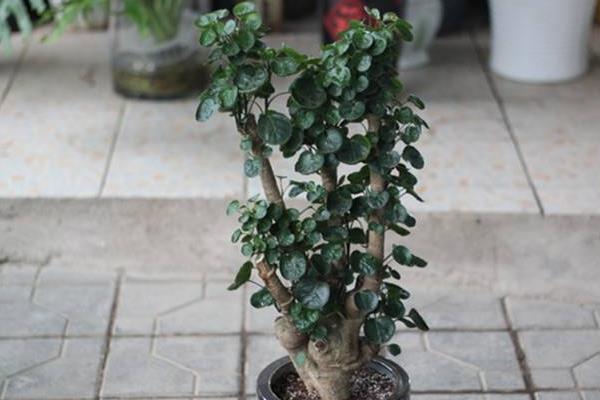 福祿桐市場價格多少錢一盆 福祿桐的品種