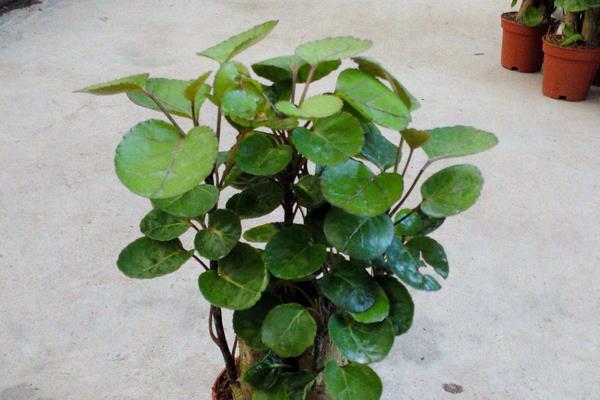 福祿桐市場價格多少錢一盆 福祿桐的品種