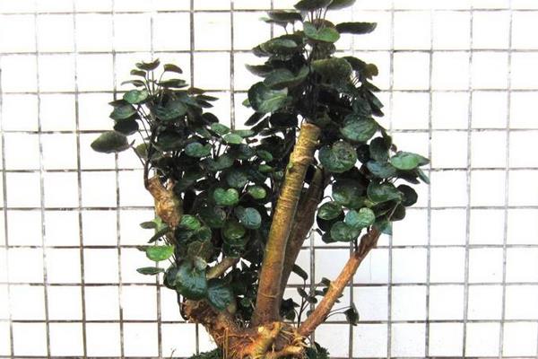 福祿桐市場價格多少錢一盆 福祿桐的品種