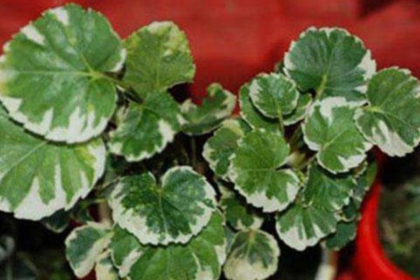 福祿桐市場價格多少錢一盆 福祿桐的品種