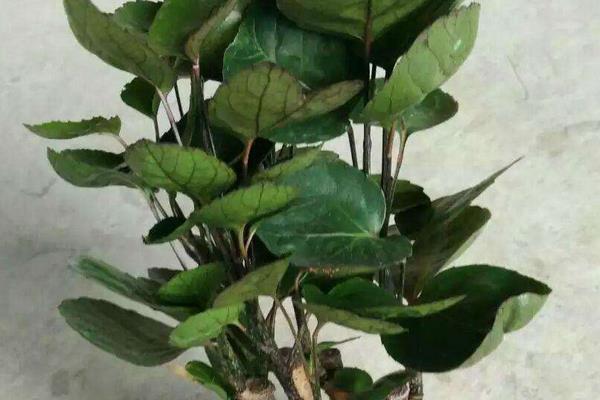 福祿桐市場價格多少錢一盆 福祿桐的品種