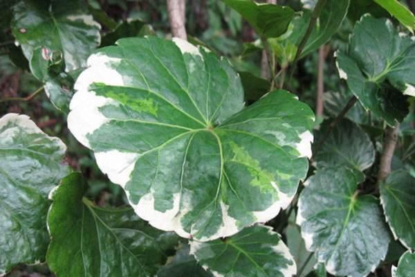 福祿桐市場價格多少錢一盆 福祿桐的品種