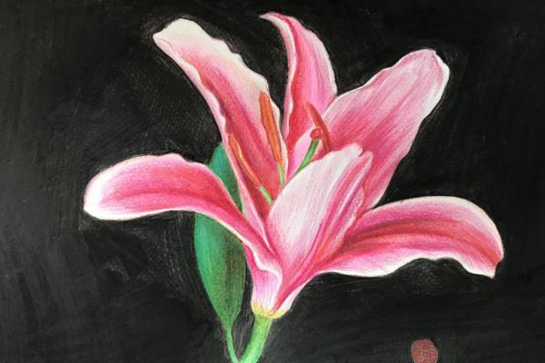 夢見百合花有什么意思 女人夢到百合花盛開有什么預兆