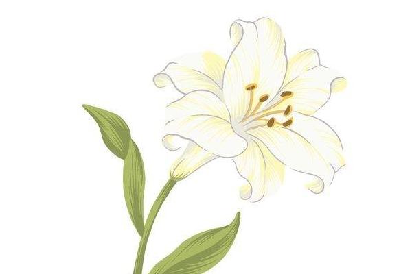 夢見百合花有什么意思 女人夢到百合花盛開有什么預兆