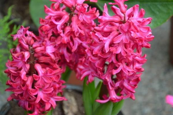 風信子什么時候開花 風信子花期是幾月