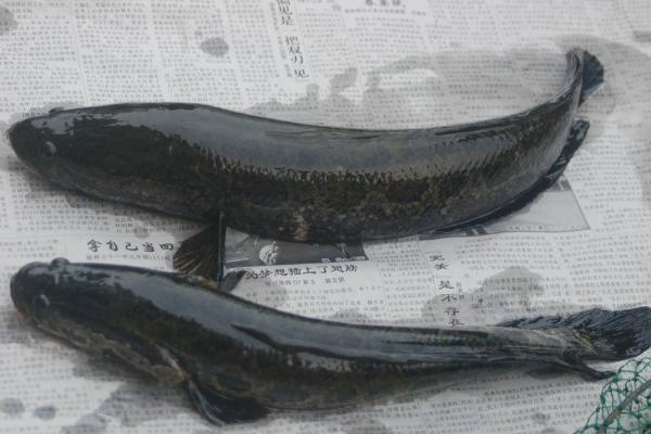 夢見黑魚是什么意思 女人夢到自己抓了好多黑魚有什么預兆