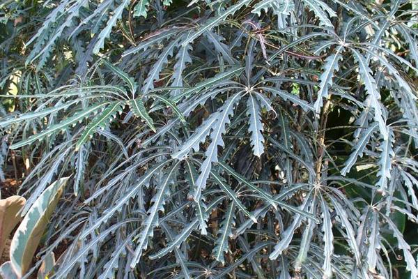 家庭養(yǎng)孔雀木好嗎 養(yǎng)孔雀木對(duì)風(fēng)水的作用